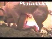 Bị lợn chơi trong chuồng heo