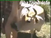 Hiếp dâm bò thô bạo