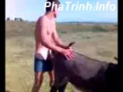 Hiếp dâm trâu bò giảm sức kéo
